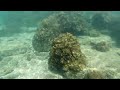 東平洲 浮潛 snorkeling@東平洲 part 3 發現熒光綠珊瑚