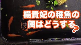 [メダカ　飼育]楊貴妃の餌どうしよう