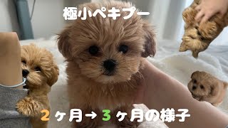 うにの初めてづくし【ペキプー】