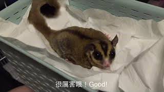 蜜袋鼯之日常-大小便訓練Daily of Sugar Glider-Toilet training