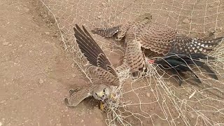 صید شاهین دلیجه در کوخه | صيد باشق في كوخه | Catching a small falcon in Koche | #الباشق #بودوار #کوخ