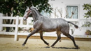 **SOLD** | 2 year old Lusitano Filly - piro free