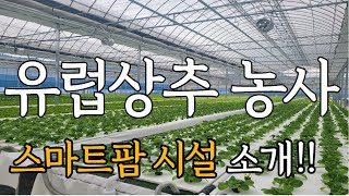 1000평 스마트팜에서 키우는 유럽상추 5가지 품종과 설비 소개!!!