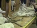 The 4 pillars of Wool Handling