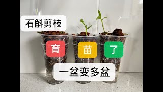 【20319】知道了这些，石斛能越养越多，一盆变多盆，石斛花后剪枝育苗，摘高芽，小苗移栽 //静姐说花498