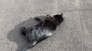 くろねこ　blackcat   2025年1月5日　16:00