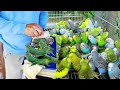 Finally Releasing New lines of Parakeet Birds in the Avairy & Here's what happened!!