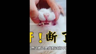 小猫咪的脾气能有多差？主人头都大了！ #004