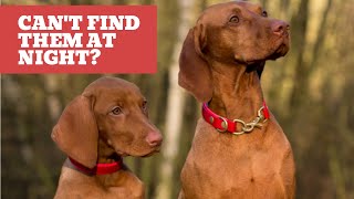 Can You Find Your Dogs In The Dark? | BSEEN LED Dog Collar Can Help You