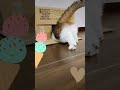 箱の中身　 shorts 猫 猫のいる暮らし