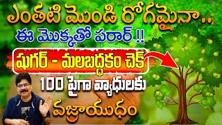 ఈ ఆకుతో షుగర్ నుంచి అల్సర్ వరకూ అన్నీ మాయం | This leaf cures everything from diabetes to ulcers