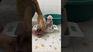 Lovely Baby Monkey Titas Very Cute In Home get bath
