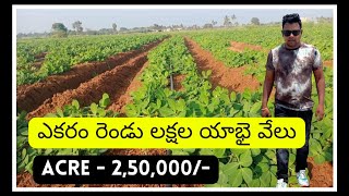 Acre - 2.5 Lks || 50 Acres agriculture land sale