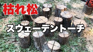 【スウェーデントーチ作り方】伐採した枯れ松『一本丸ごと』スウェーデントーチと焚き火台の薪にする！