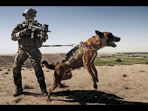 German Shepherd Military Soldier German Shepherd Military Soldier