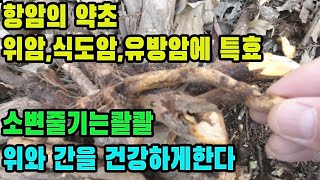 다래나무―탁월한 항암효과! 위를 튼튼하게 해주고 간을 건강하게 한다