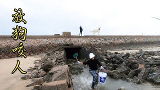 养殖场排出大鱼，小妹捡漏被老板放狗追咬，吓得小妹丢下鱼就跑