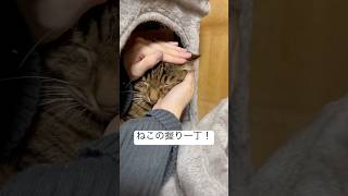 おにぎりにされる猫#shorts #cat #猫#保護猫