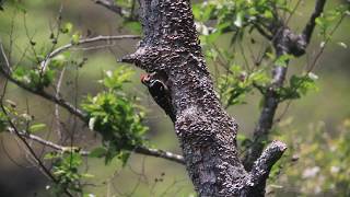 The White-backed woodpeckers breeding babies. 大赤啄木育雛