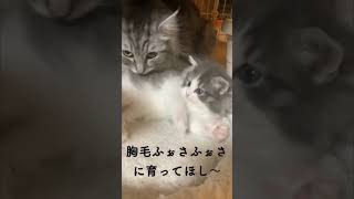 ノルウェージャンのもずくちゃん  #ノルウェージャン #ノルウェージャンフォレストキャット #子猫