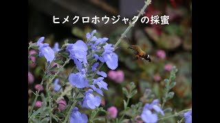 ヒメクロホウジャクの採蜜