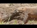 कामोडो ड्रैगन के सबसे खतरनाक हमले top kamodo dragon attacks on wild animals