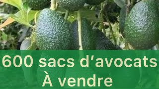 Il a 20 ans d’expérience dans la culture D’avocat greffé: il récolte 600 sacs par an