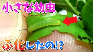 【うっそ!?】かわいいイモムシの卵が孵化しました...(オオスカシバ孵化)