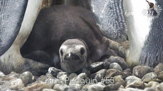 旭山動物園 今年も生まれた！キングペンギン雛！-Baby King Penguin #55