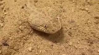 Sidewinder Snake, Horned Rattle Snake, Desert Snake