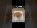 1000 meal worms growth from 1 to 30 days #shorts