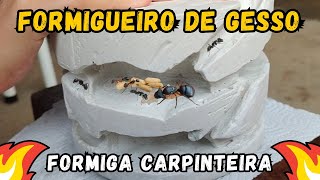 Como fazer um FORMIGUEIRO CASEIRO de GESSO para FORMIGA CARPINTEIRA (Camponotus)