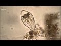 Arcellinid testate amoeba, Nebela Collaroides