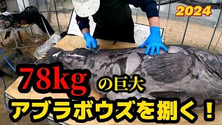 南伊豆【忠兵衛丸】で釣った78kgの巨大アブラボウズを捌く❗2024年3月24日