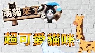 【萌貓來了】秀出你最帥氣的貓咪🐱在手機裡養貓咪