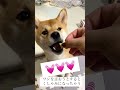 どうしてもクシャミが出ちゃう！！ 柴犬 dog shibainu shorts