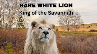 Simba the Rare White Lion: A Majestic King of the Savannah || The Wild Wonder