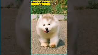 Malamute puppies are so graceful , so majestic ...😇