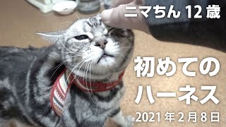 猫のニマちん♀12歳。生まれて初めてハーネス（胴輪）をつけられて、まっすぐ歩けなくなっちゃいました笑【2021年2月8日】