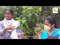 pest control measures in mango farming sidlaghatta chikkaballapur karnataka