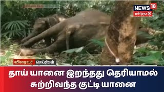 தாய் யானை இறந்தது தெரியாமல் சுற்றிவந்த குட்டி யானை | Kerala | Elephant