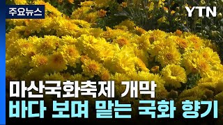 바다 보며 맡는 국화 향기...제23회 마산국화축제 개막 / YTN