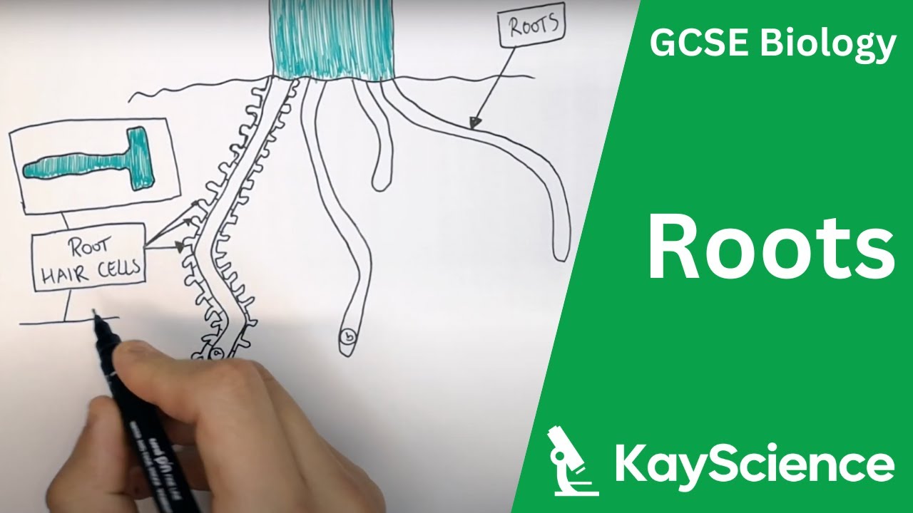 Root Adaptations - GCSE Biology | Kayscience.com - YouTube