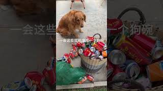 A sensible dog will make his own money to buy a rice bowl #funny pets #funny dog #funnyvideo #shorts