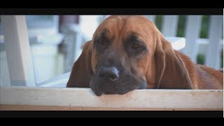 Every Dog Has Its Day / Official Music Video  Flat River Band