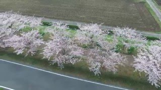 【とある空撮録】おの桜づつみ回廊を飛ぶ