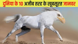 दुनिया के 10 अजीब तरह के खूबसूरत जानवर | 10 strange and beautiful animals of the world