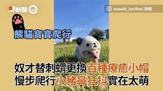 奴才替刺蝟換百種療癒小帽　慢步爬行實在太萌｜寵物動物｜日本