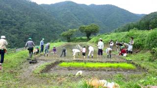 伊吹山スロービレッジ田植え風景