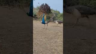 Peacock saund me viral video peacock viral videos mor video peacock viral video #peacock #peacocks